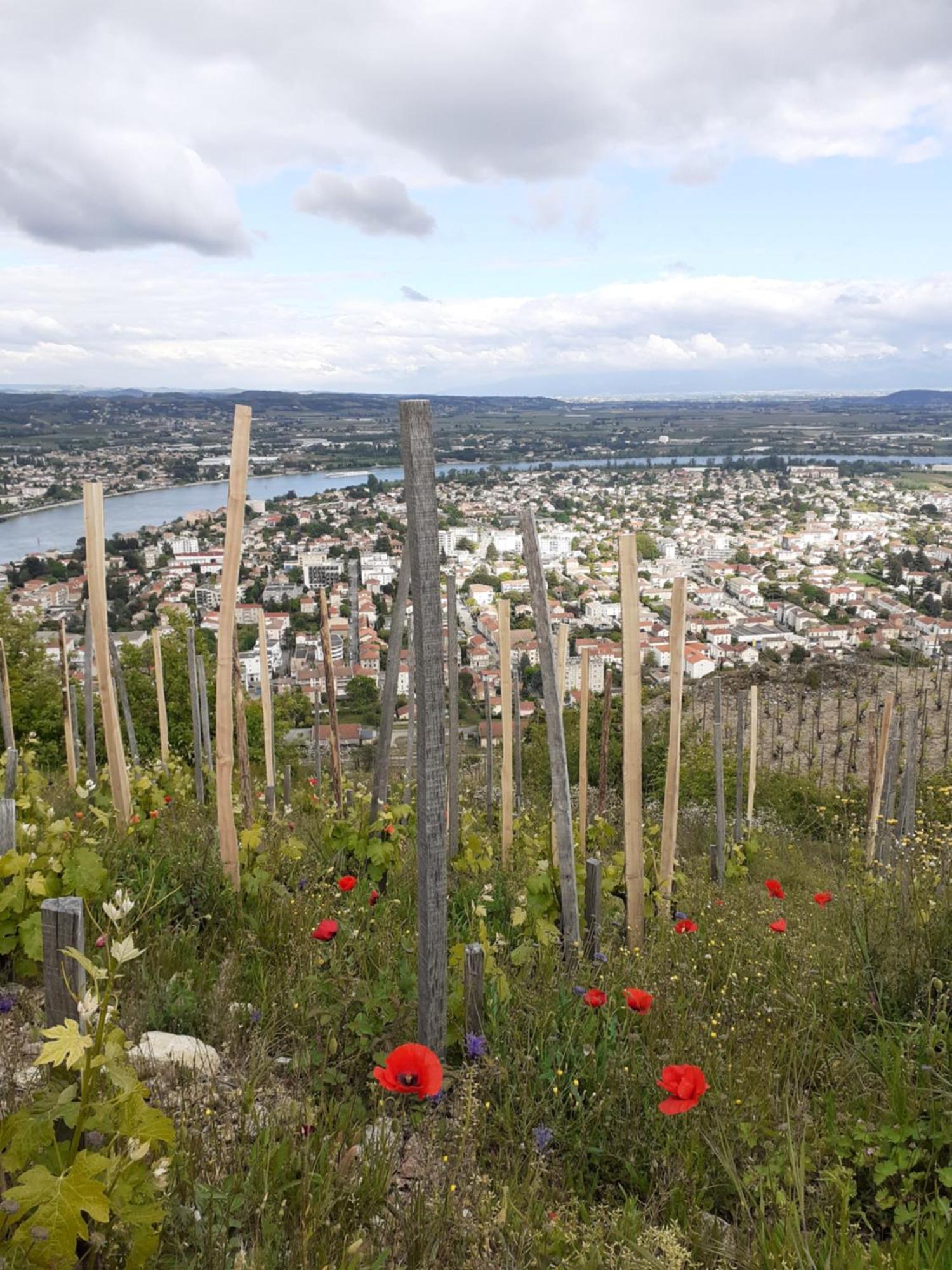 Gite Du Vigneron A La Terrasse Piscine Local Velos Турнон-сюр-Рон Екстериор снимка